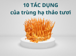 10+ tác dụng của Đông Trùng Hạ Thảo đối với sức khỏe